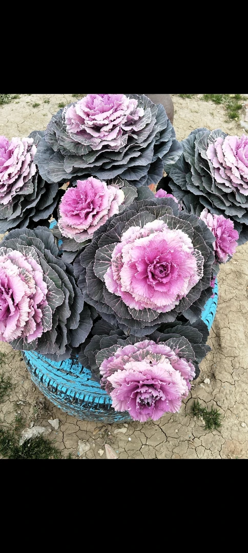 粉牡丹30粒（会有变异）