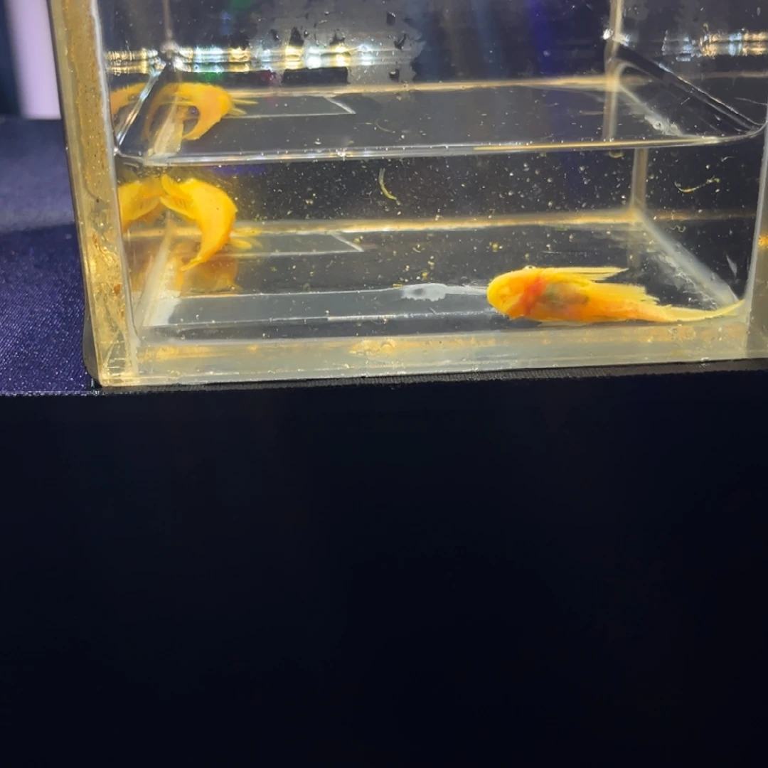 孔雀鱼胡子胡子孔雀鱼孔雀鱼