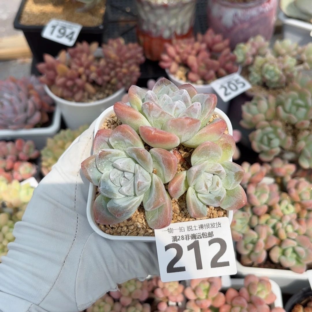 冰玉老桩多肉多肉多肉