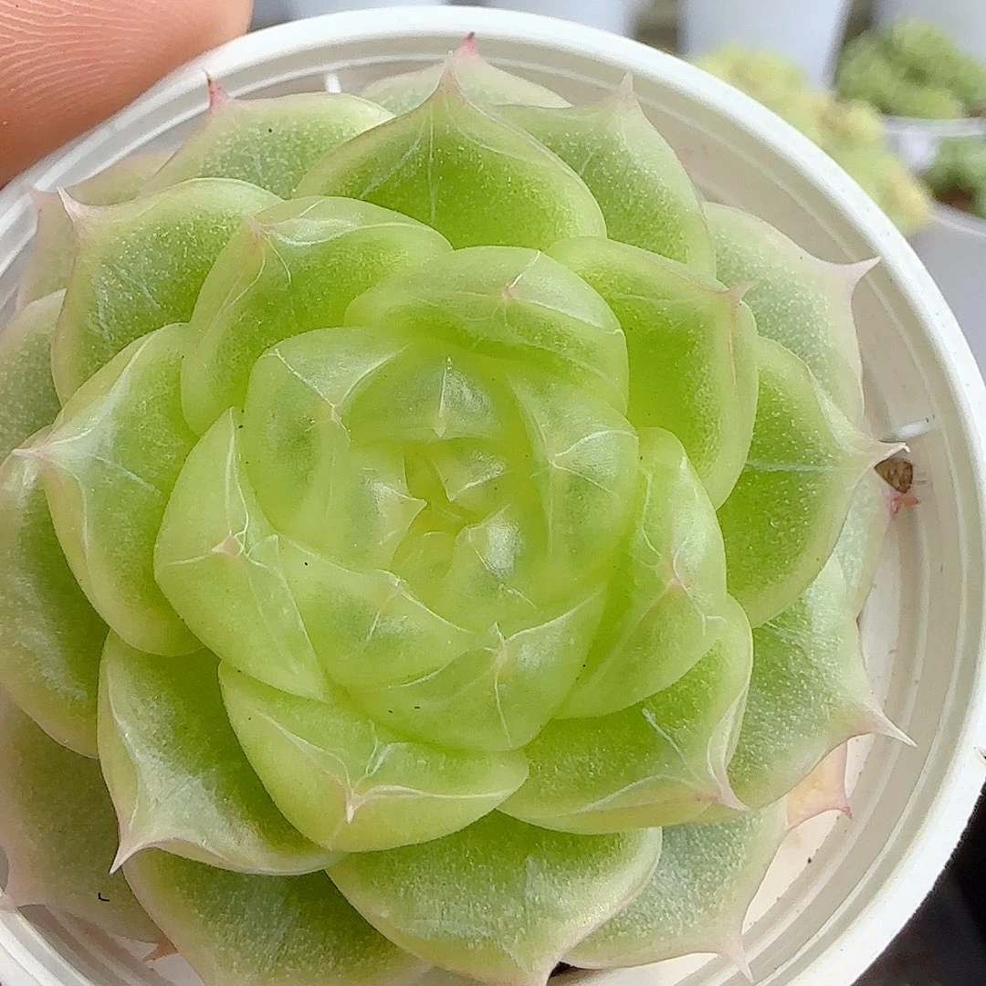 【闪购商品】0923-93（p3-72）