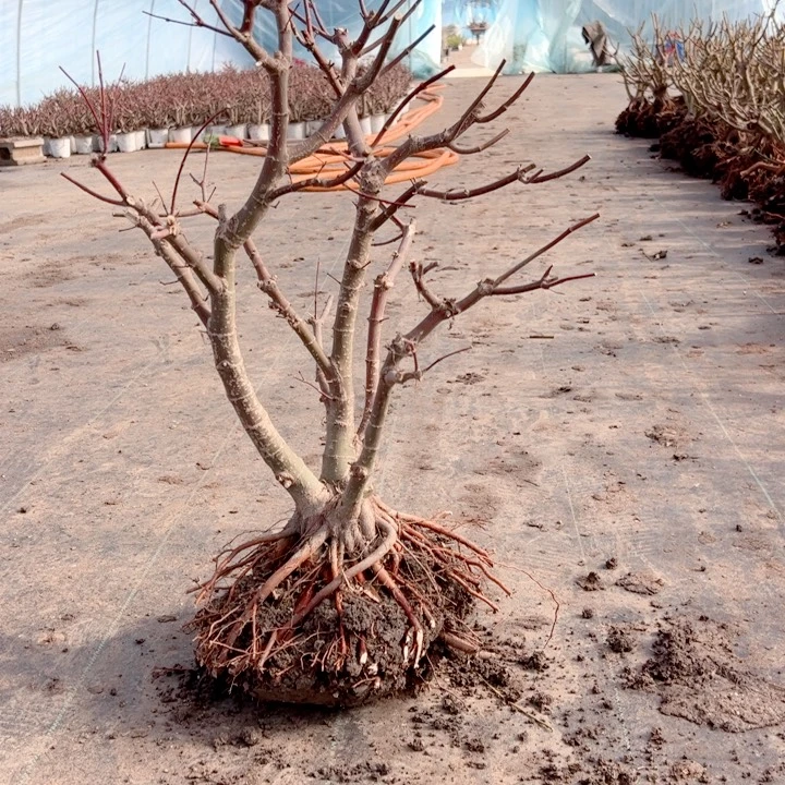 志***远无花朵枫树……枫树