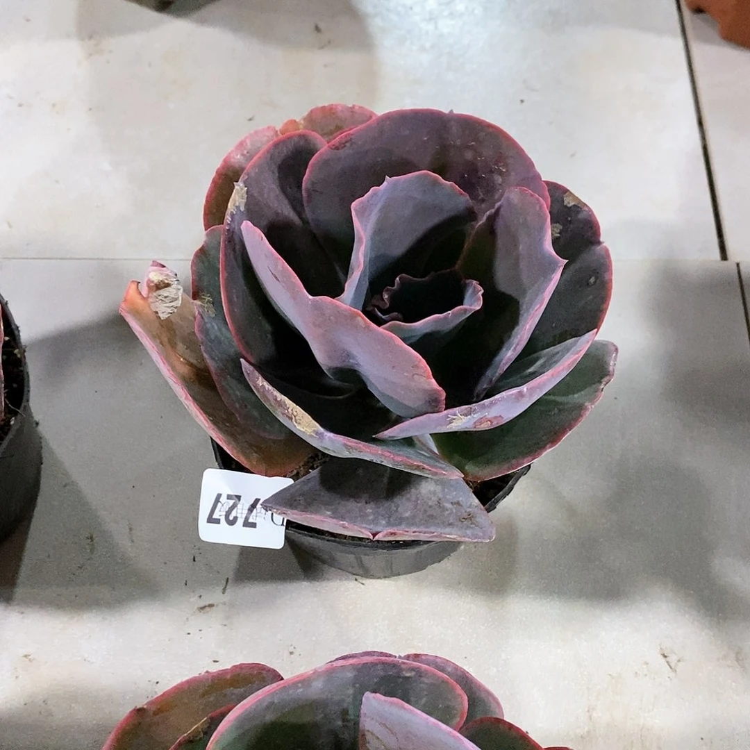 小**资727天空之城多肉植物