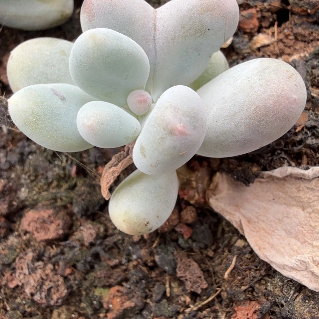 无名盲盒多肉锦植物