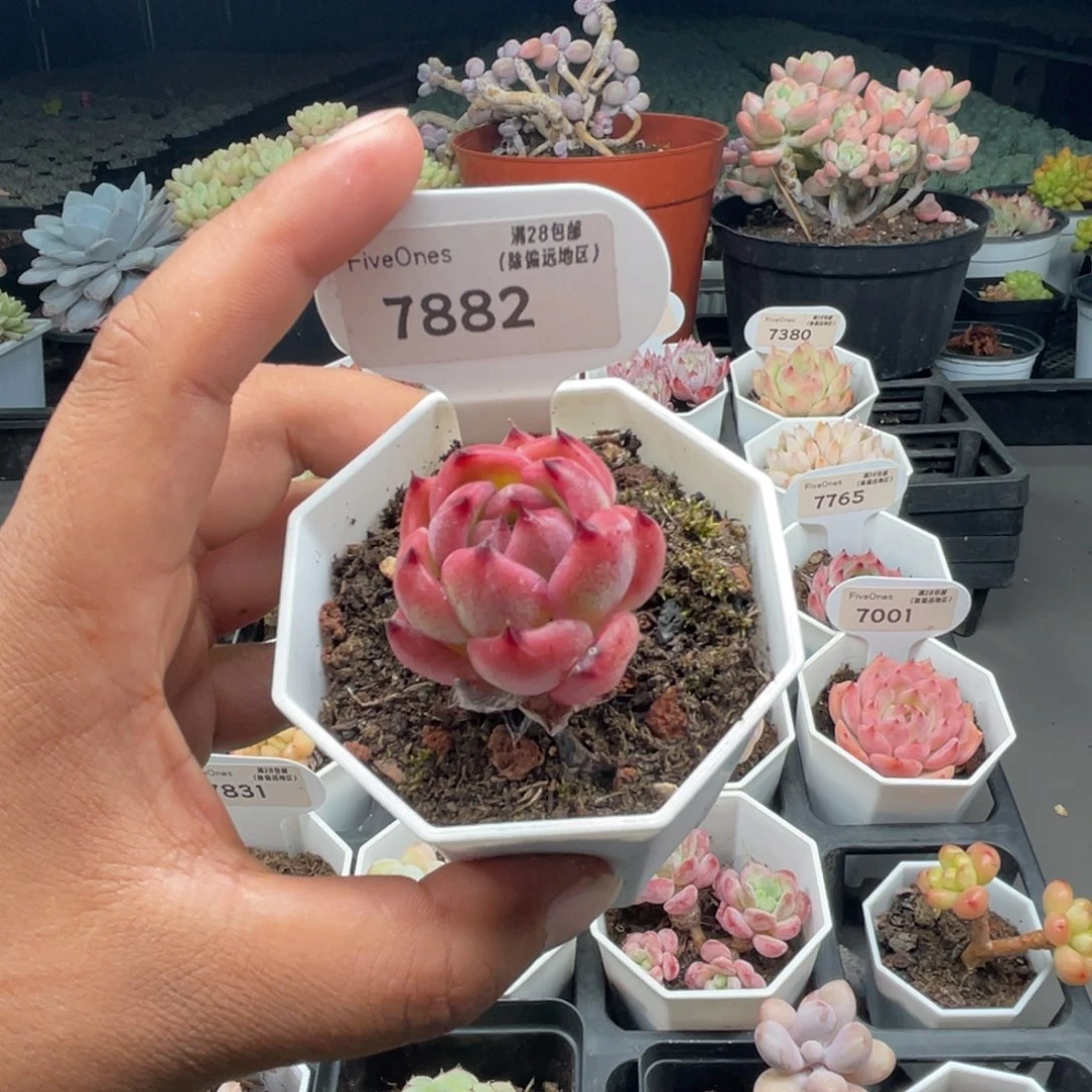 7882篝火3.5厘米