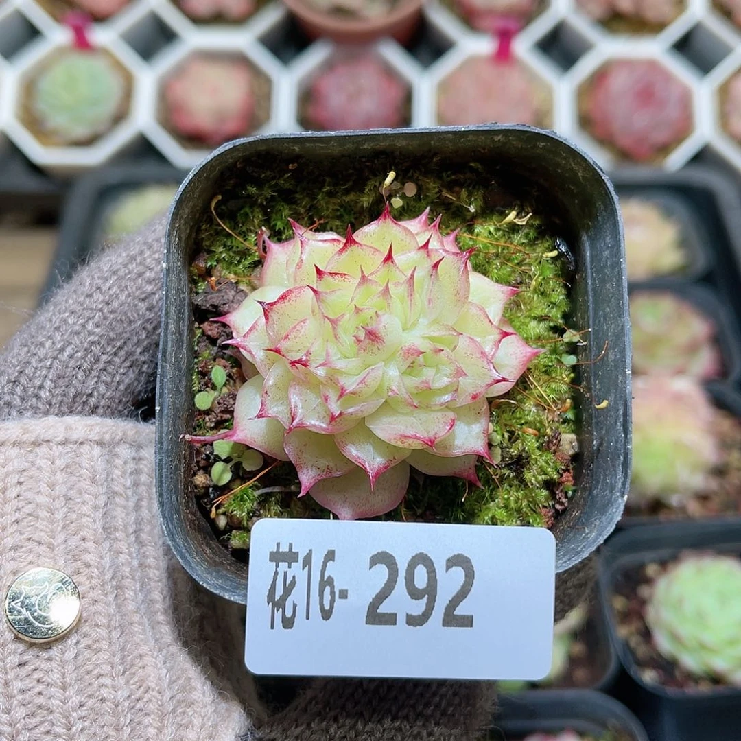 花利美16-292麦秆