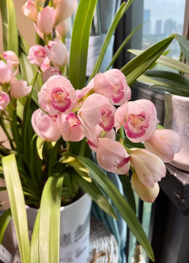 老黑家的蕙兰 【诱惑】 大花惠兰 年宵花 春节室内盆栽