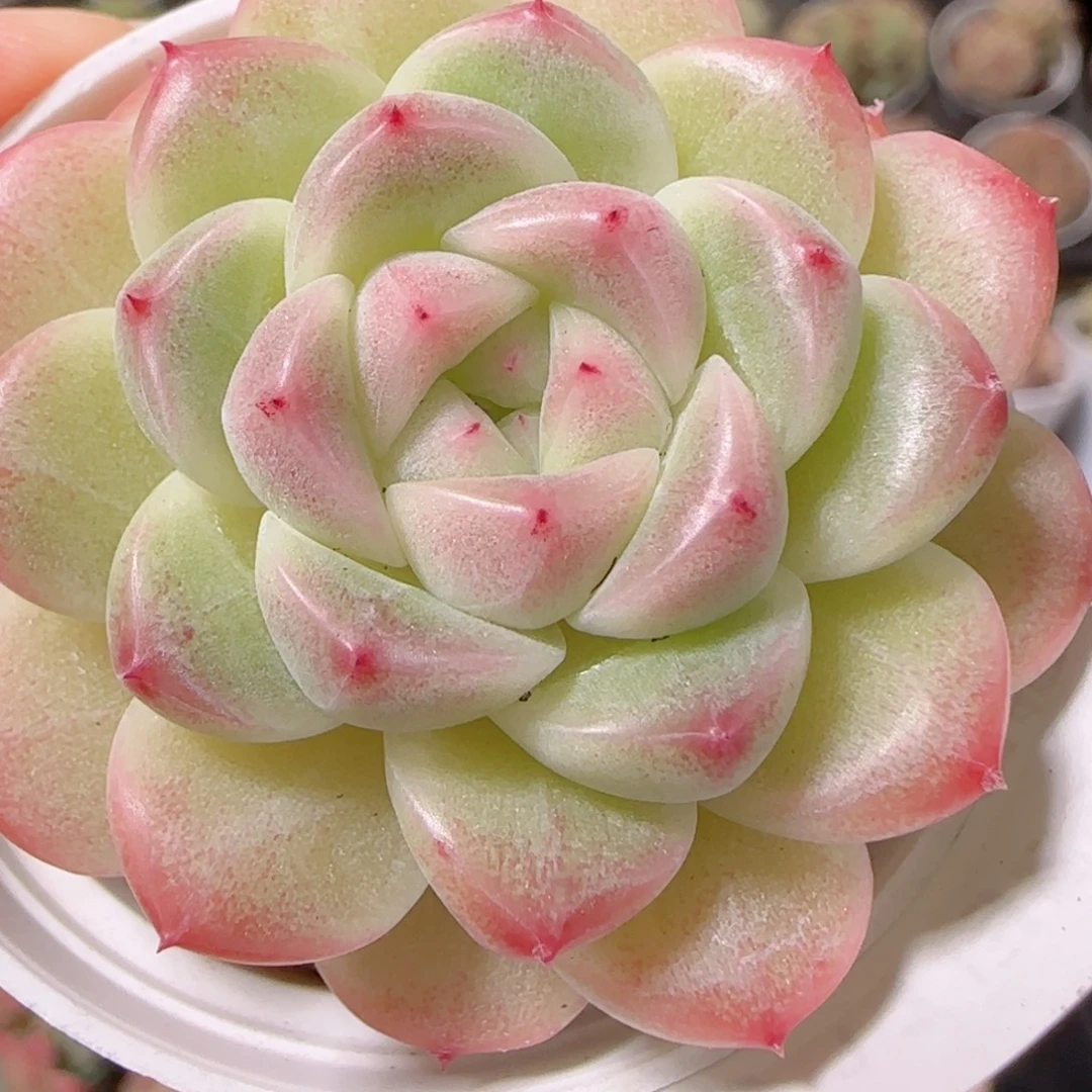 花语逸镜1129-245
