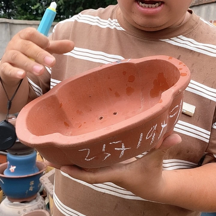 紫砂花盆盆栽植物