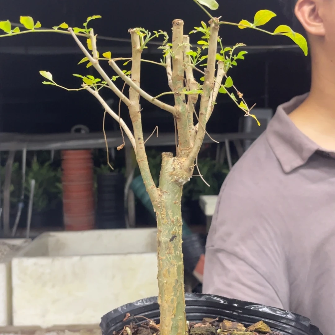 水***一芳香8888888888888