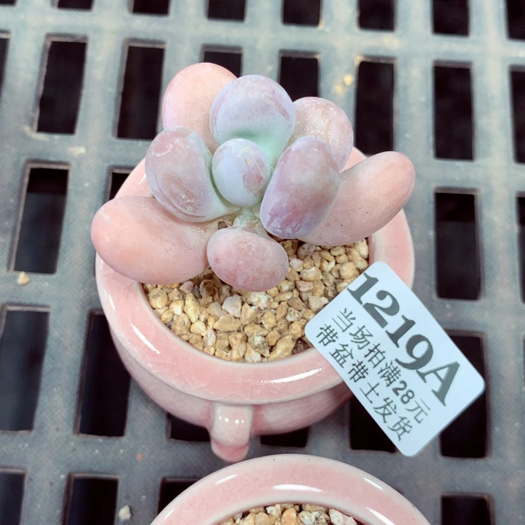 5厘米盆精控多肉1219