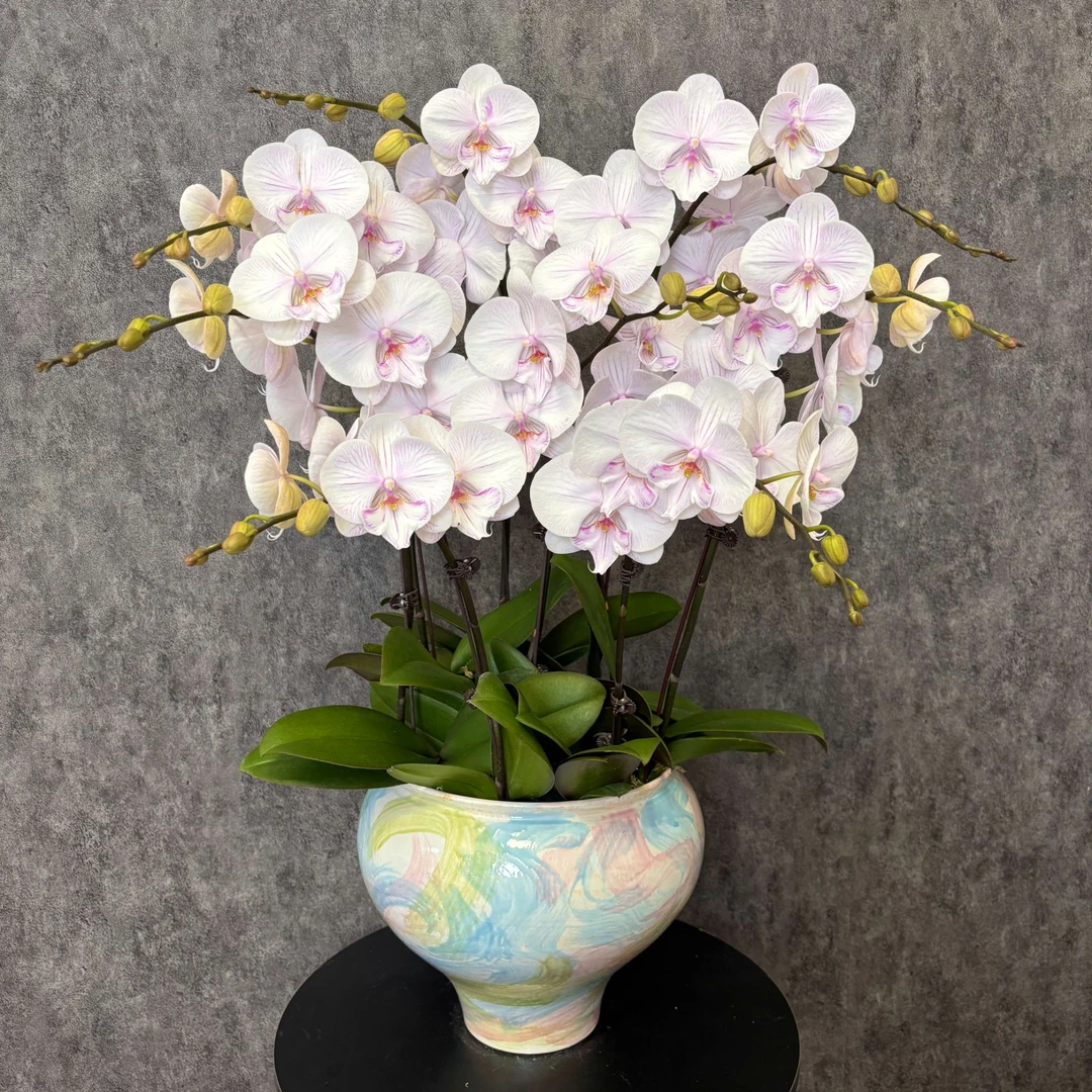 【曼塔安汶-蝴蝶兰】珍贵品种 好养花期长 送礼装饰 室内观赏花