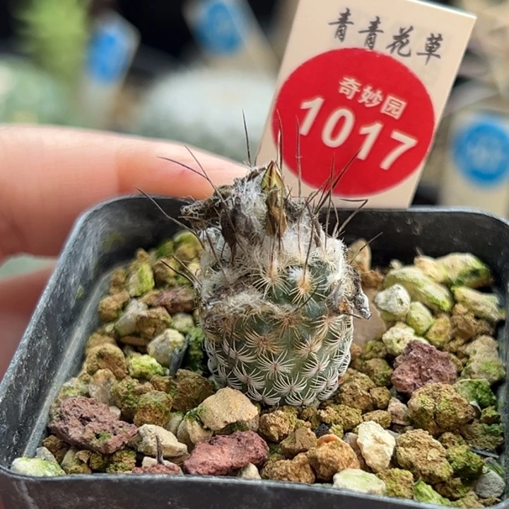 实生老母本迪克森娇丽