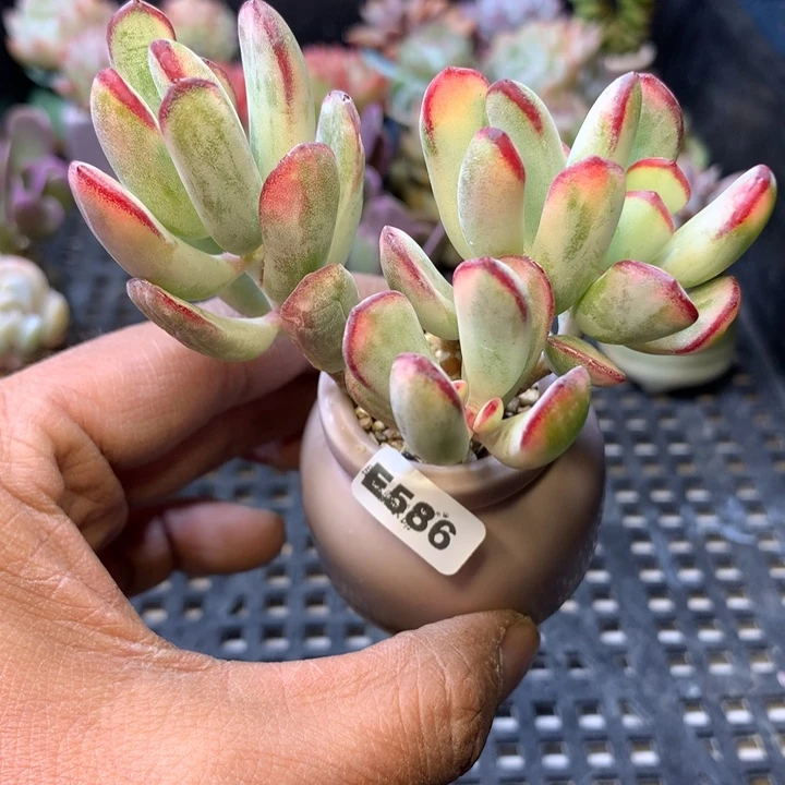 E586一物一拍连盆发