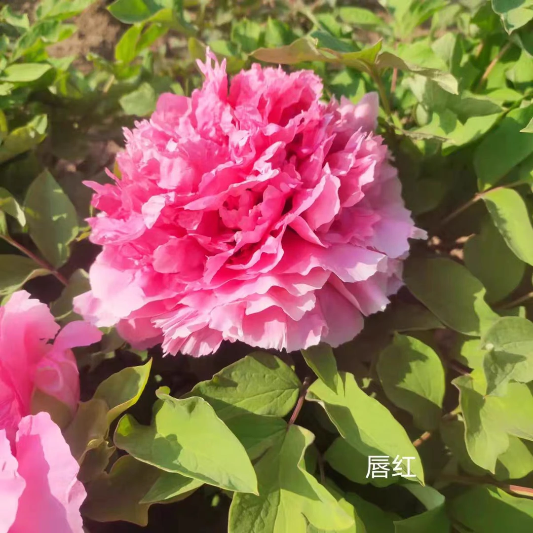 牡丹【唇红】基地直发包对版庭院种植重瓣大花卉先发花肥秋天发苗