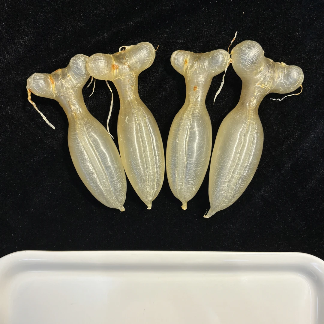 正宗蜘蛛公鱼胶深海花胶干货滋补养生食用佳品