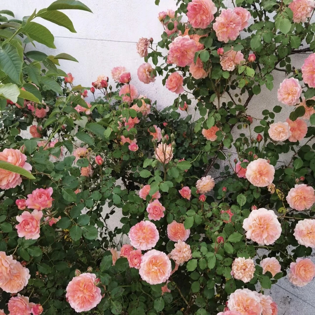 爬藤月季安德烈杜加德多季开花藤本花卉蔷薇庭院阳台复色花园拱门