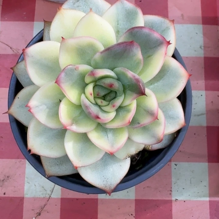 佛洛瑞安娜一物一拍