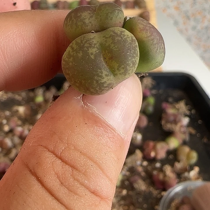 005粗纹优选杂交三头