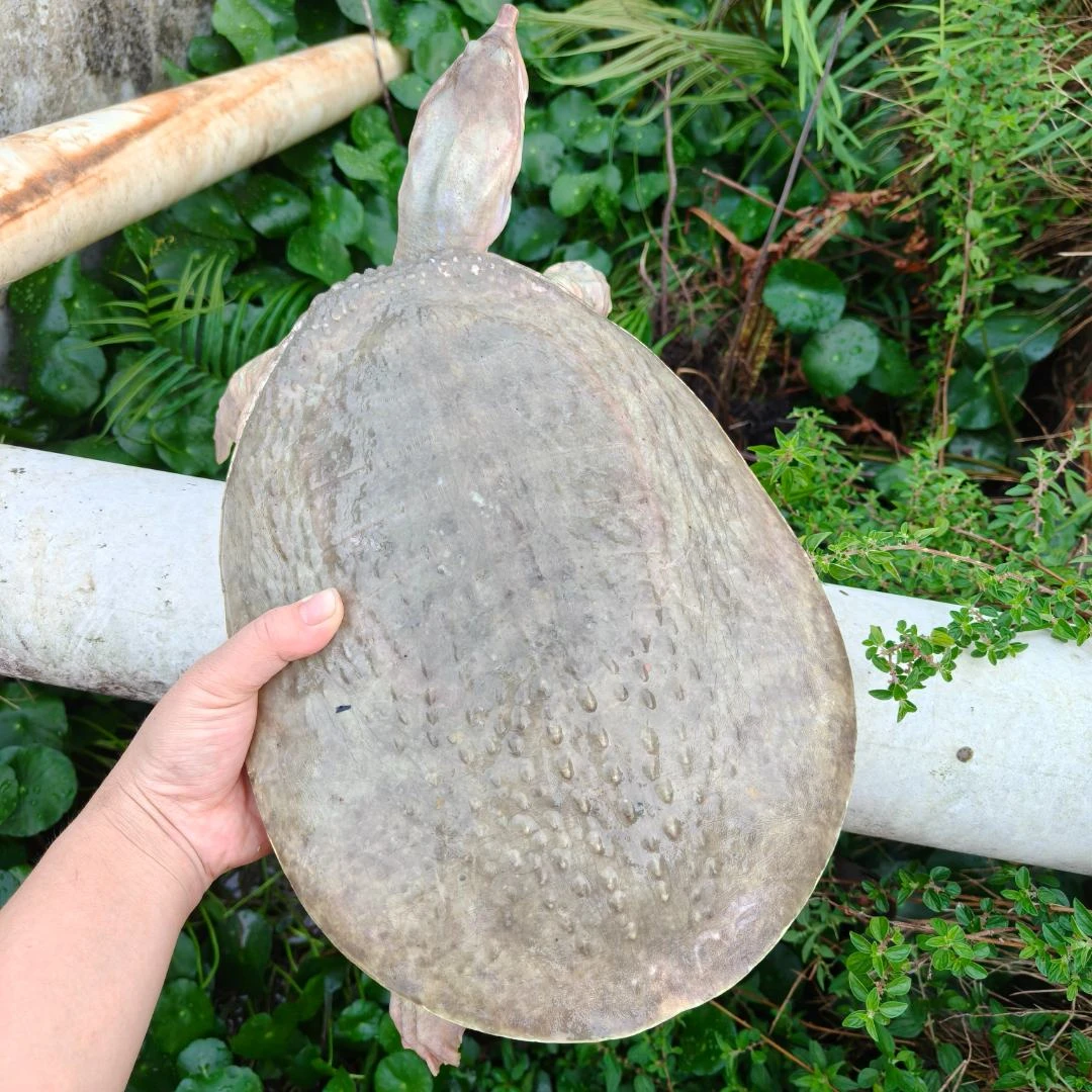 外塘上泉水养殖甲鱼