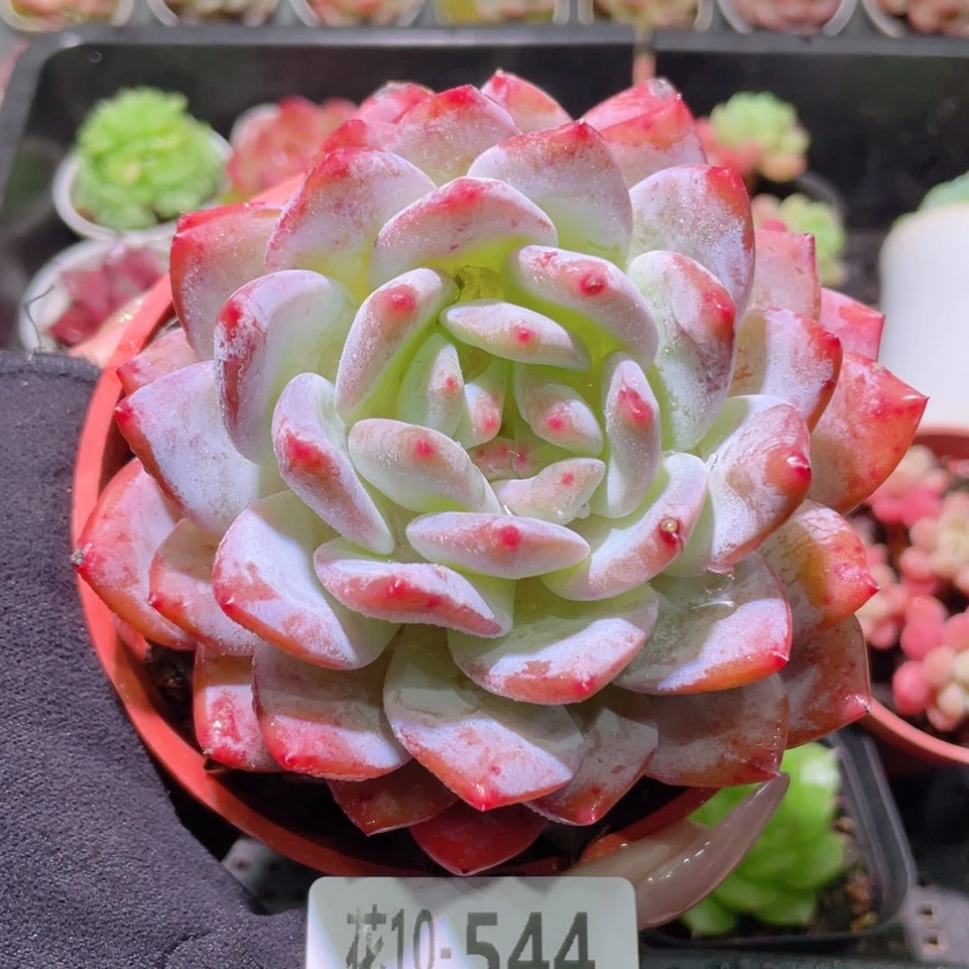 花利美10-544橙梦露