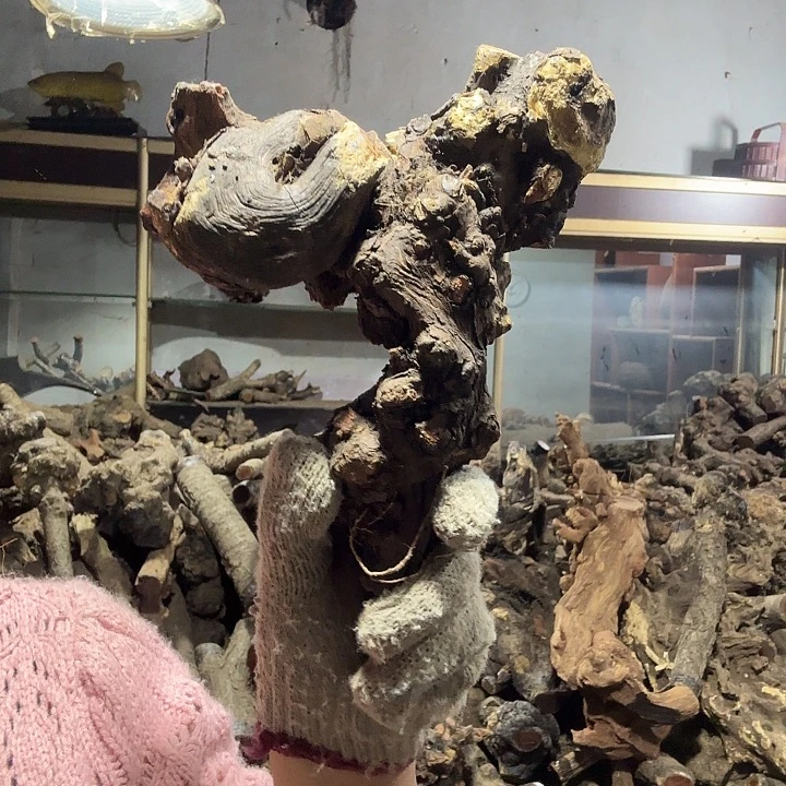 光***头香榧木火琉璃的故事是什么啊