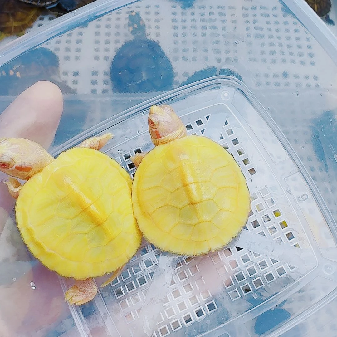 ****磊母绿毛龟222222222