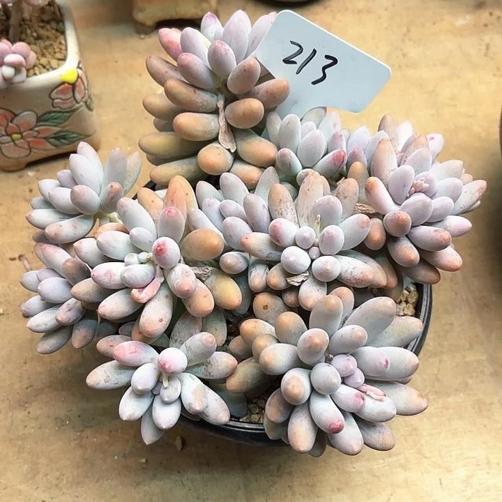 多肉植物，汤圆213号