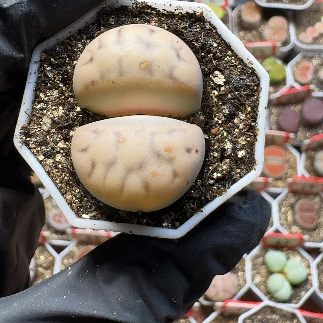 肥***只生石花23///。   213