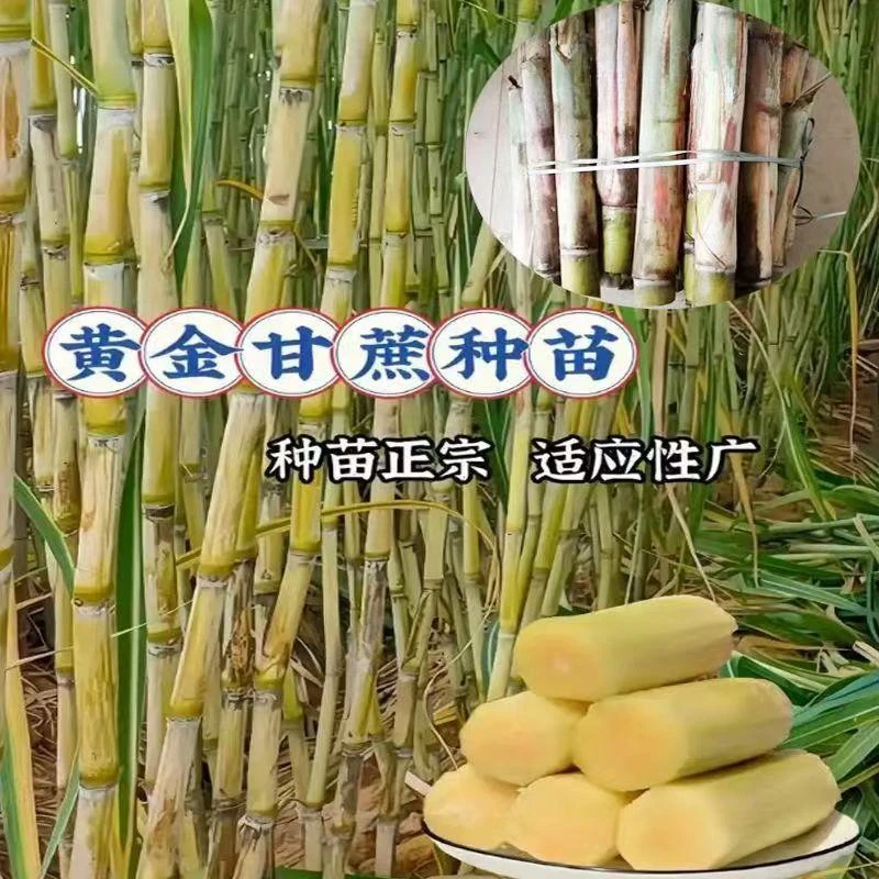 黄皮黑皮甘蔗种苗甘蔗种子四季高产多汁春季种植正宗水果蔬菜种子