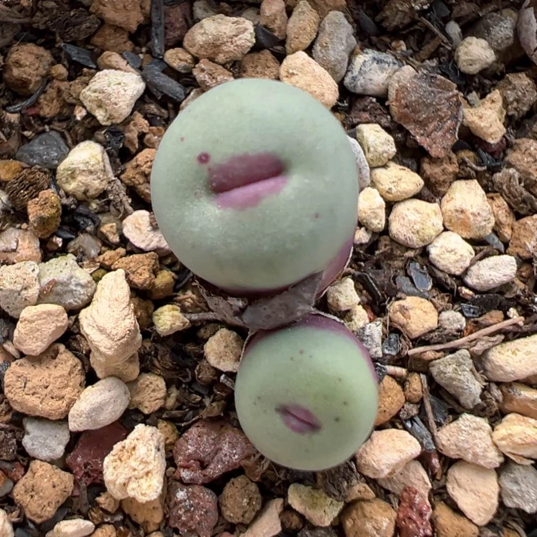 小可爱 肉锥植物