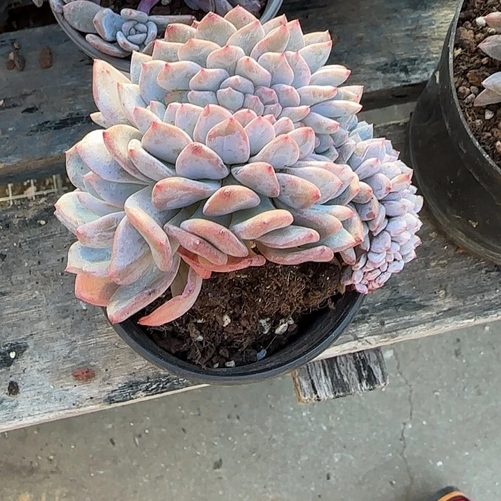 青蛙王子儿童牙膏套装11