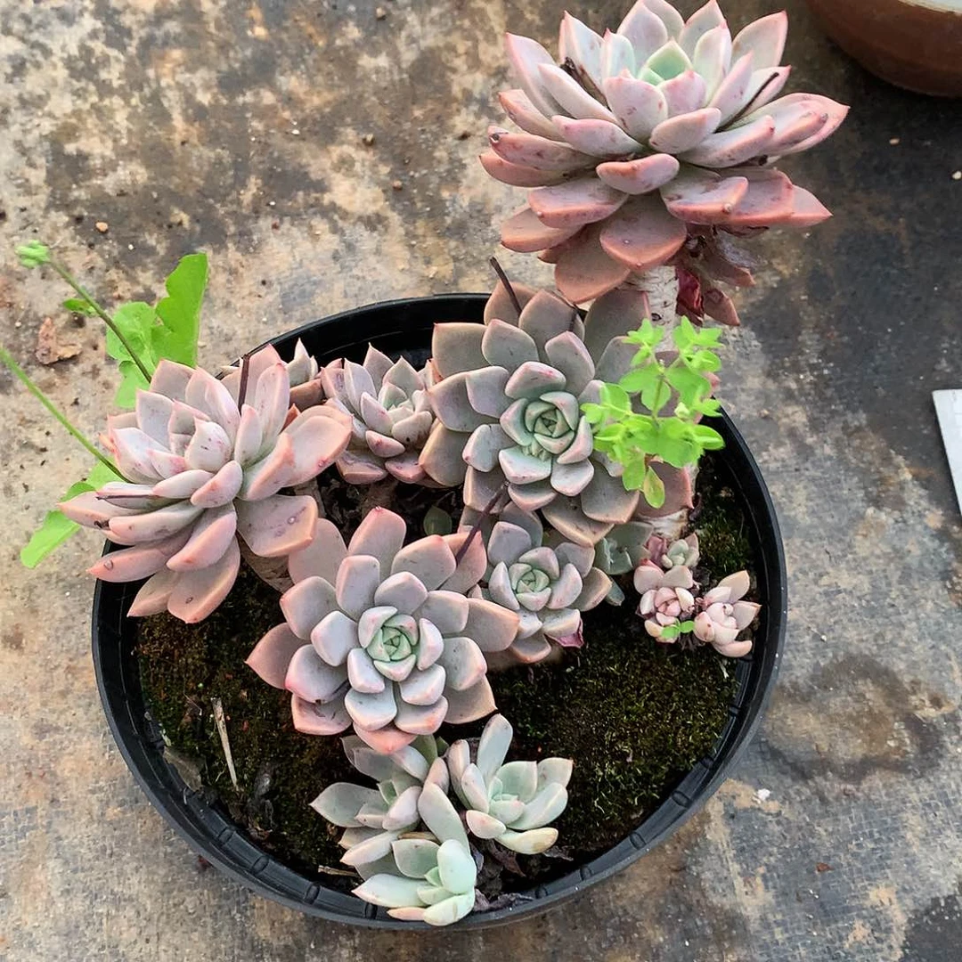 红粉佳人一物一拍9-103