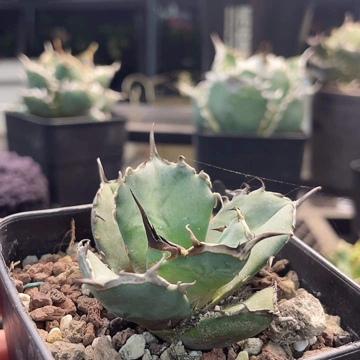 虎鲸顶芽888888888888