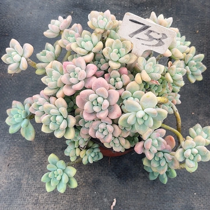 晨语多肉，一物一拍753