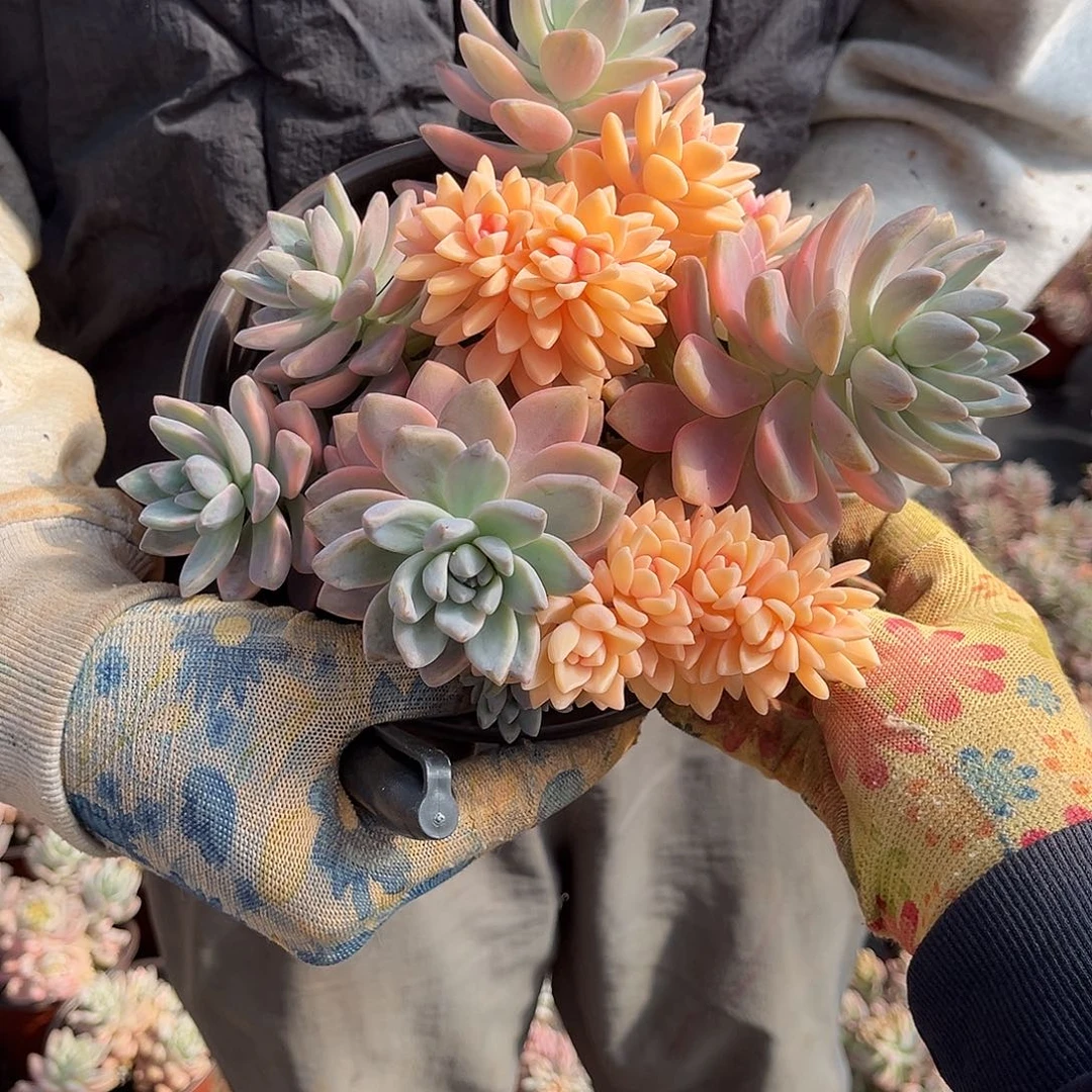 多*陈多肉植物淡雪景D3