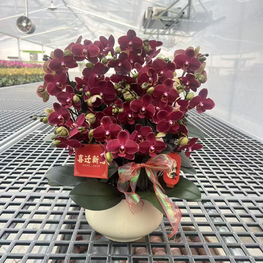 【拉菲】精品蝴蝶兰 酒红色花型 室内精品观赏 真花