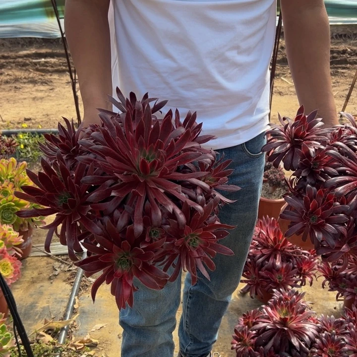 23.8惊鸿仙子一棵