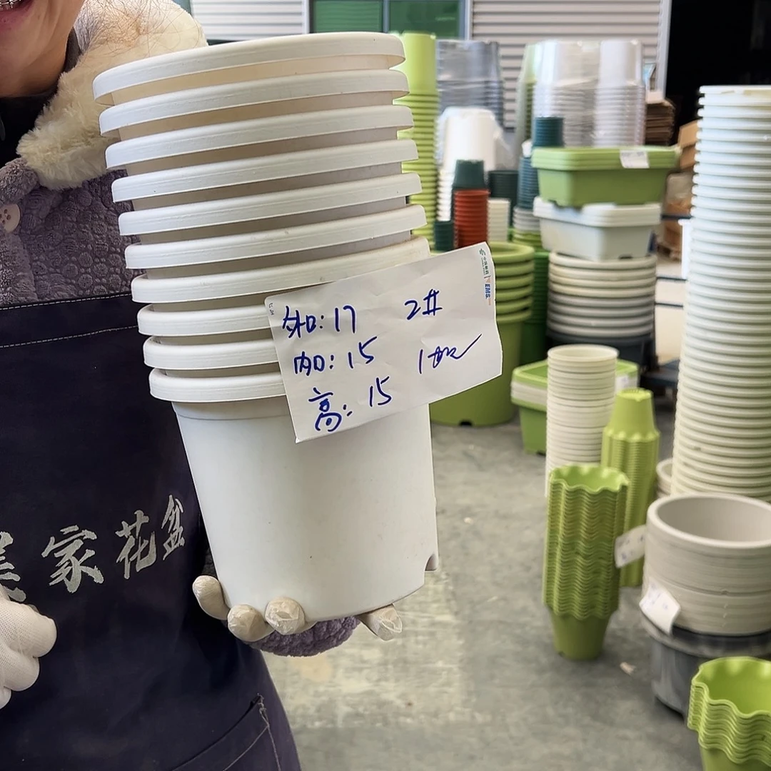 四季盆2#白色10个无托