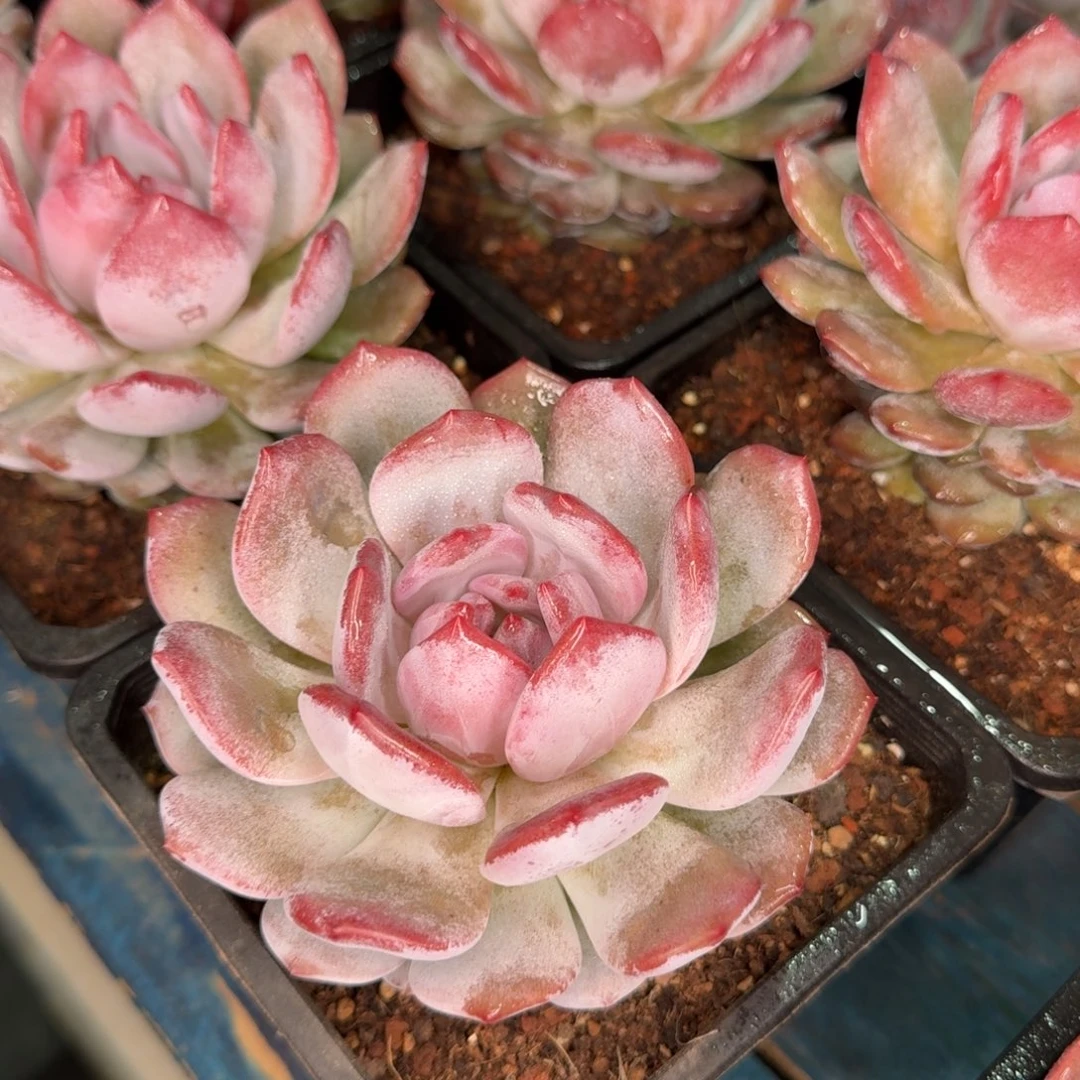 从前慢花园多肉编号笑版星星橙