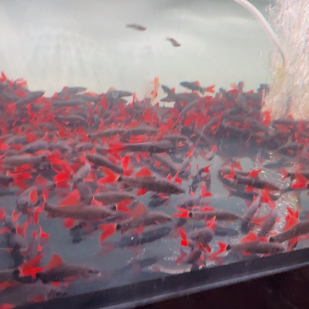 灯科鱼20条黑尾大勾+5鼠鱼