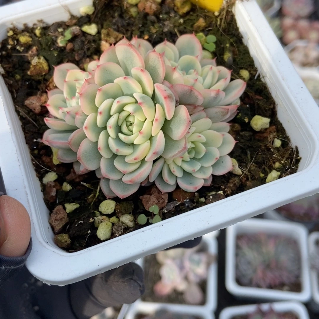 802忌廉锦多肉植物多肉
