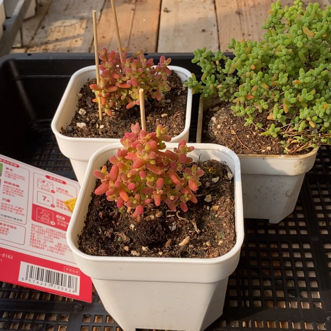 枝干番杏多肉植物491