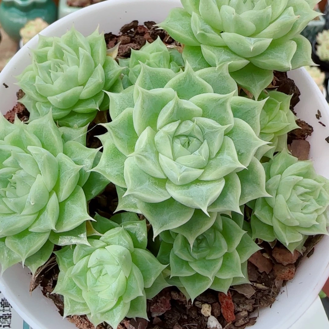 花语逸镜0915-122捧花麦秆散