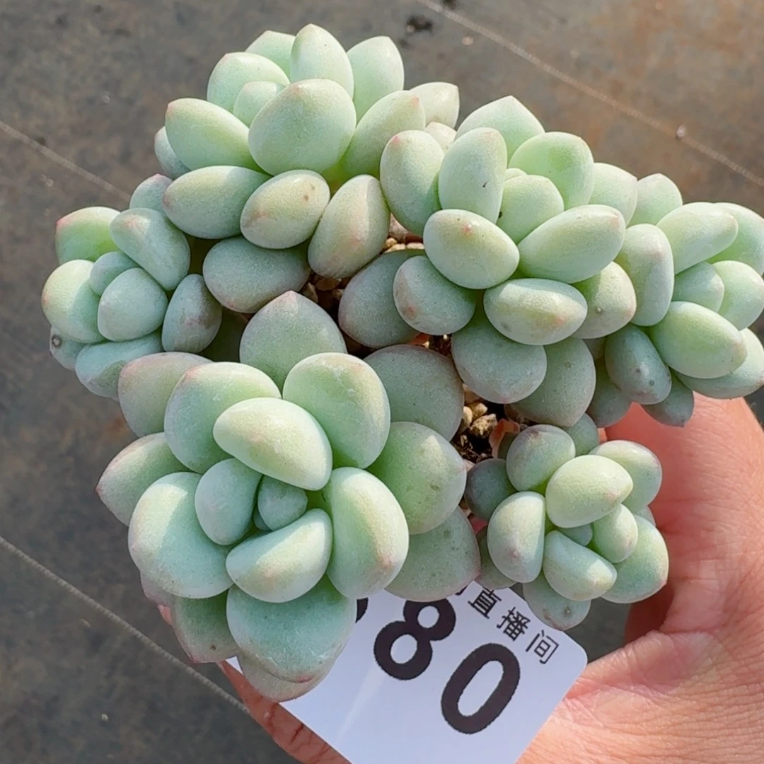 泡泡糖      愿你一路坦途，乘风破浪展宏图