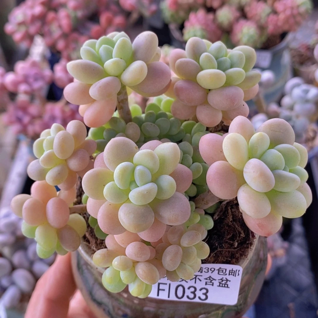 洛可可9cm1033多肉植物