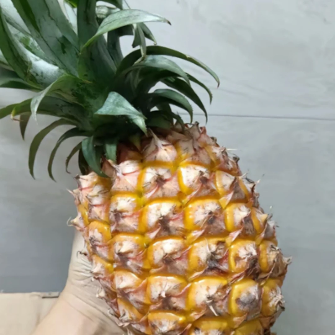 海南金钻凤梨一个，黄金糖酸比，风味十足！不切备注菠萝同城送