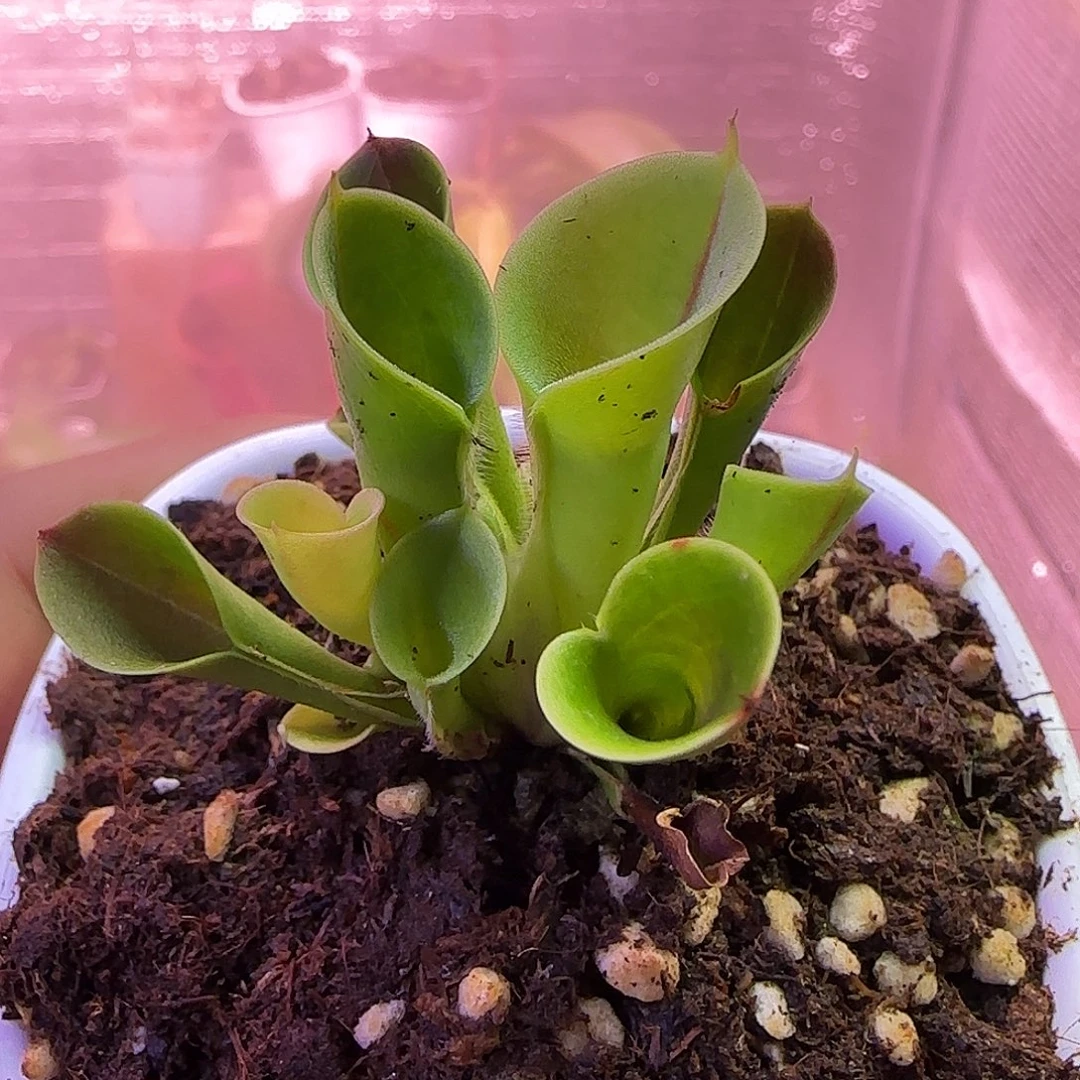 无花朵专拍小太阳