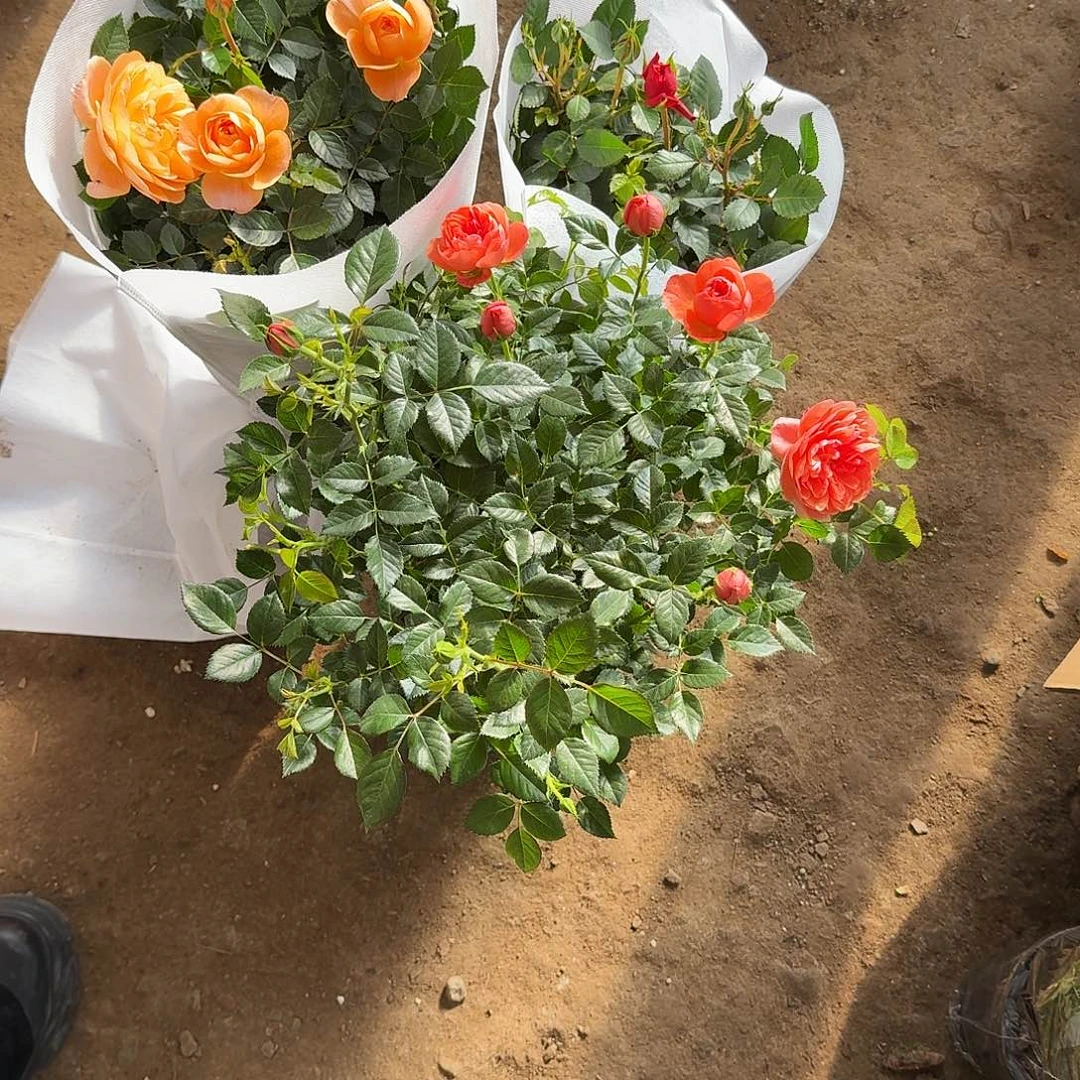 完全开放完全开放式月季