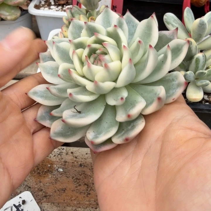 吉娃娃锦多肉植物