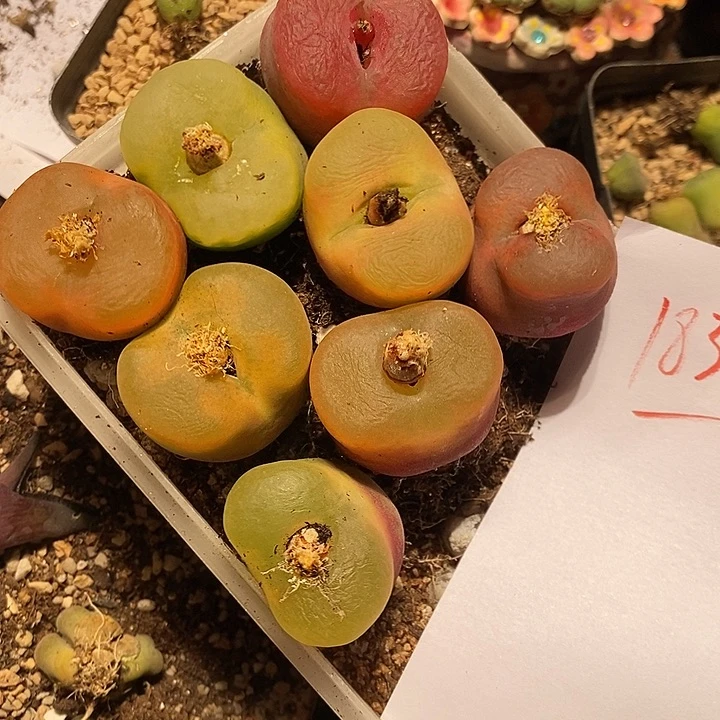 ꧁****18301。   一组。